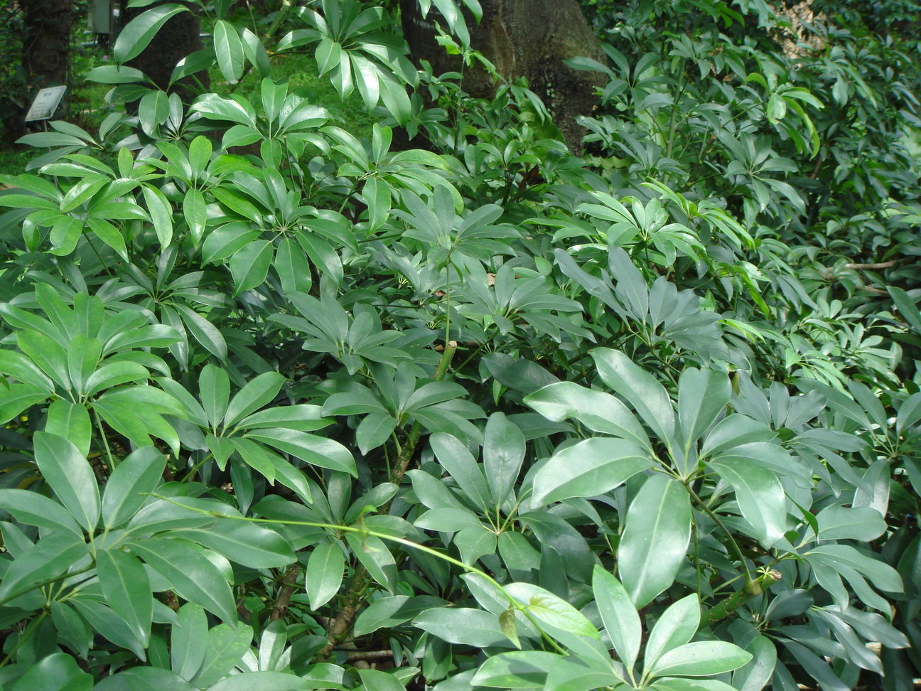Arboricola